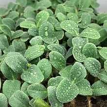 Микрозелень для дома и кафе . Полезная зелень из Актобе