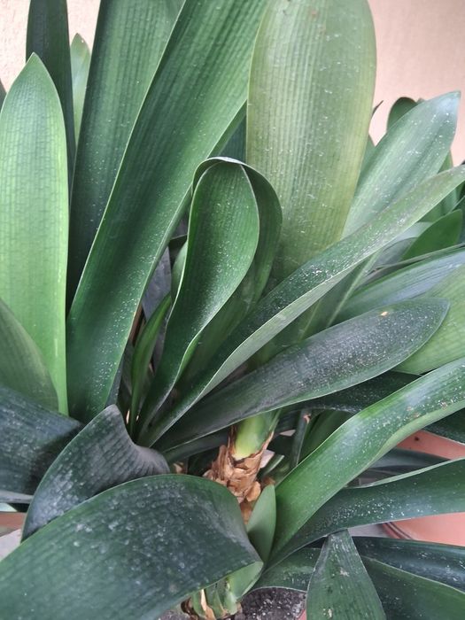 Vând plantă interior amaryllis