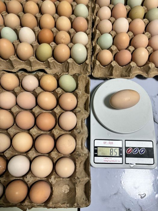 Продам инкубационные яйца