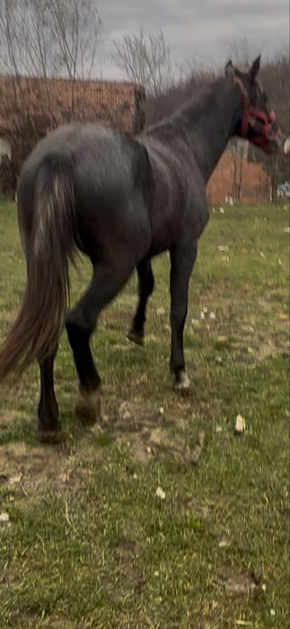 De vanzare manz de 3 ani lipitan 1.70 inl invatat calarie&utilaje