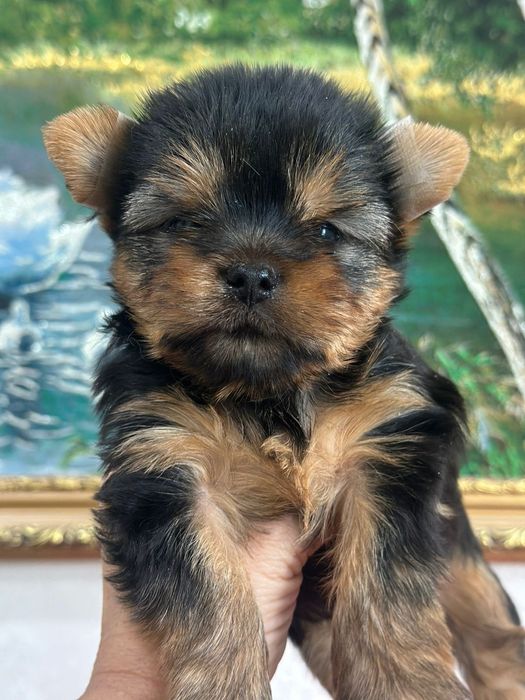 Йоркширские терьеры мальчики бейби фейс