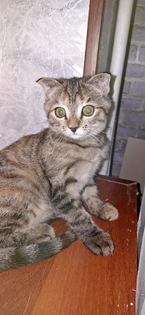 Котенок в добрые руки
