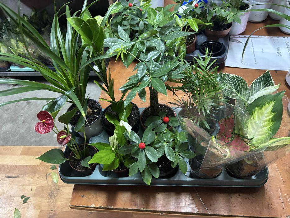 Цветы комбо из 10шт