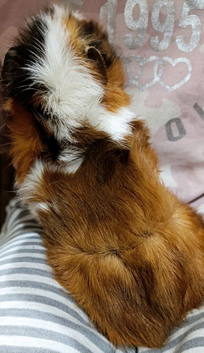 Морская свинка мальчик