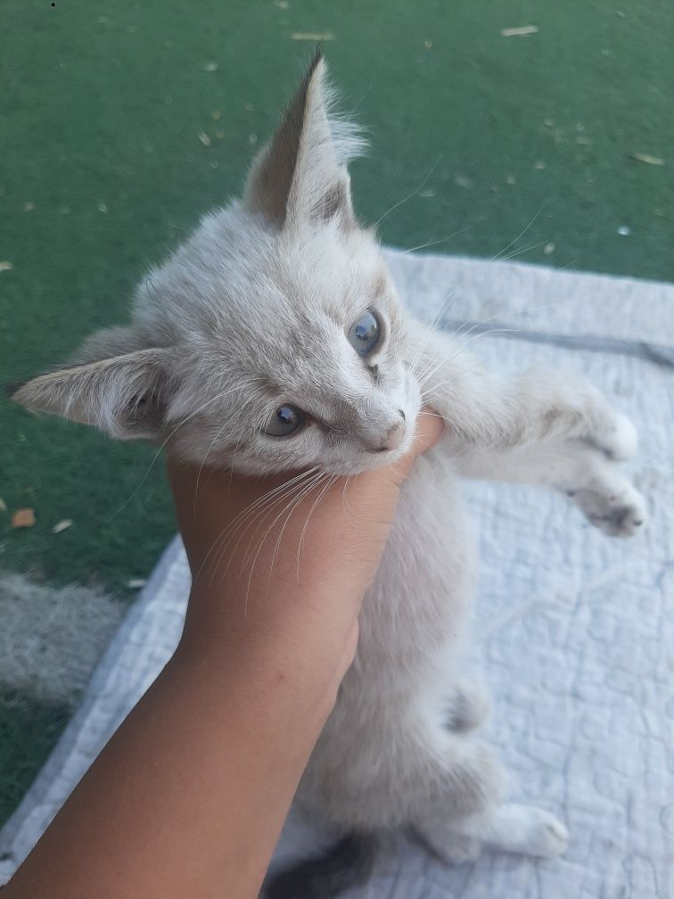 кот Шымкент шымкент