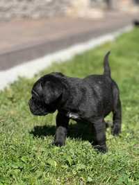 Vând Pui Cane Corso