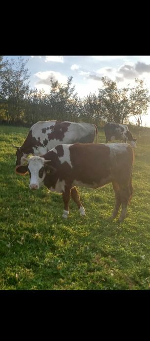 Vând vițea bălțată