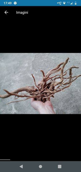 Lemne red moor acvariu(decor)