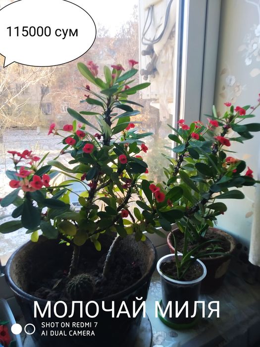 МОЛОЧАЙ МИЛЯ цветок на горшке