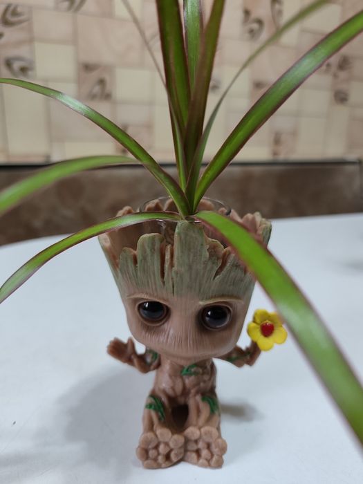 Цветок - драцена, укоренённая