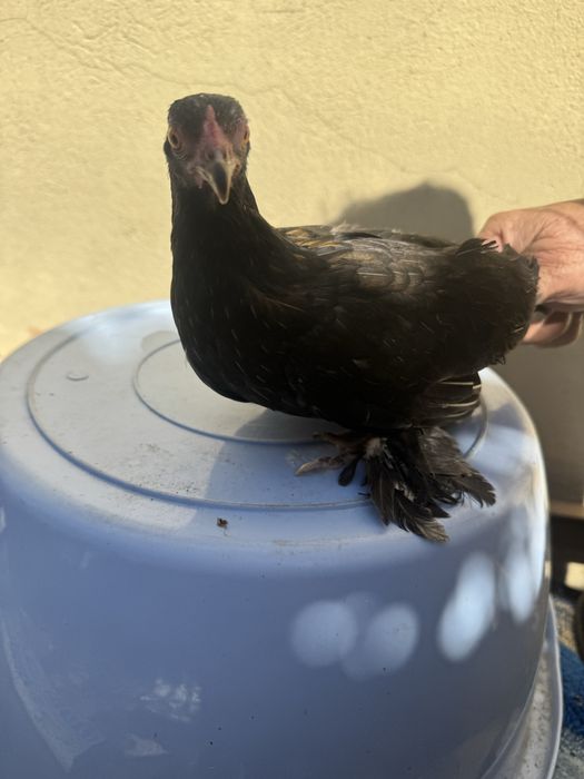 Cocoșei și puicuțe de munte.