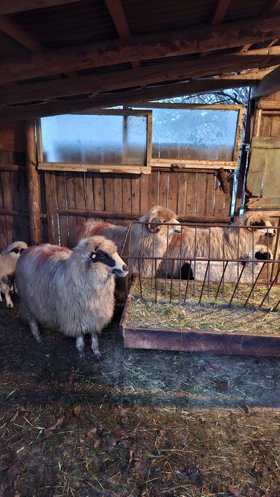 Vând 3 oi cu miei