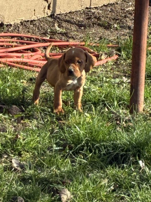 Продавам кучета Пойнтер и Кокер гъбари