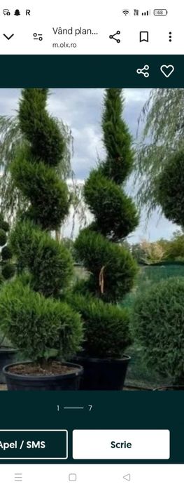 Vând plante ornamentale