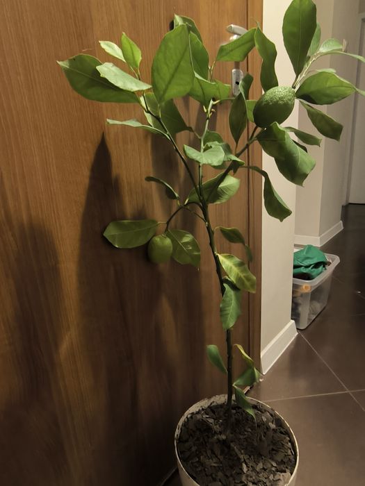 Лимон и грепфрут, мандарина лимонови дървета студоустойчиви даващи пло