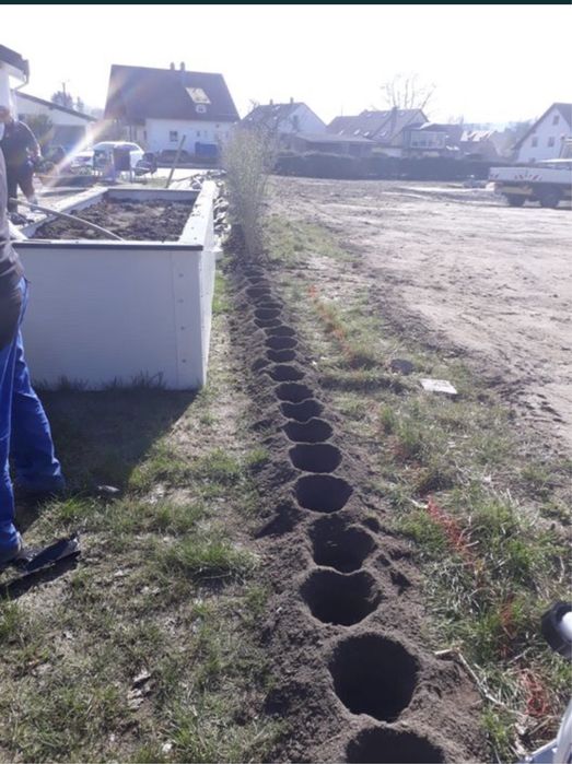 Gard Viu , Lemn Cainesc , Carpen