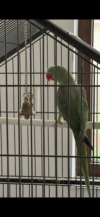 Papagal Marele Alexandru