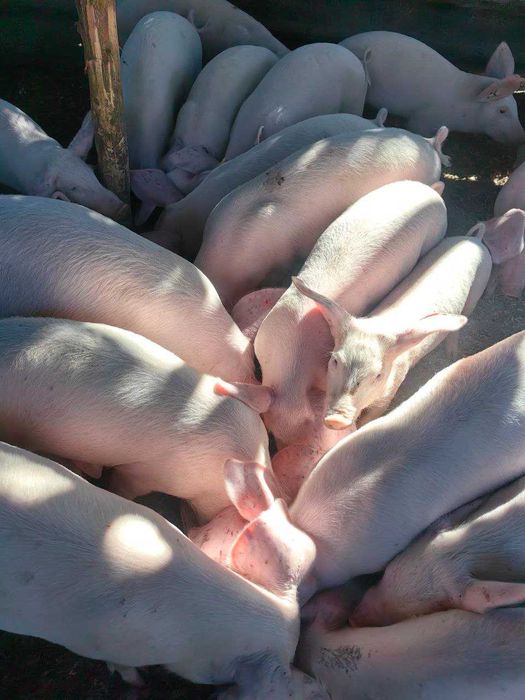 Продавам малки прасета за угояване или консумация – 15 до 50 кг