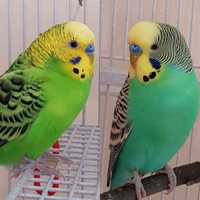 Papagali Peruși multicolori