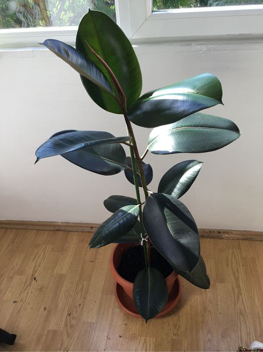 Ficus in ghiveci 130 cm