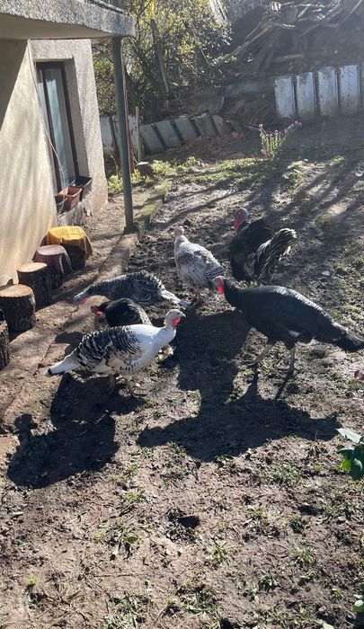 Домашни пуйки. За разплод и месо.