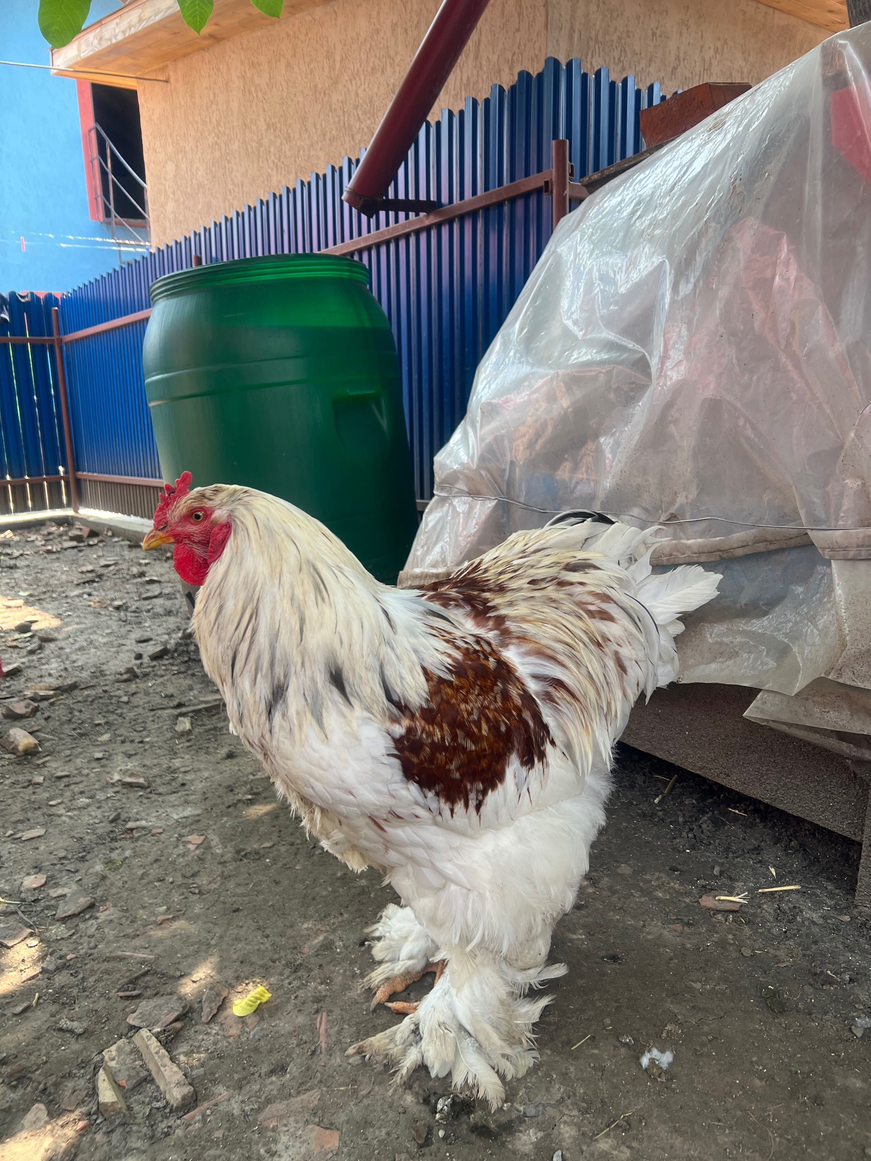 Vând ouă brahma 5 lei bucata