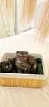 Fetiță British Shorthair Dark Chocolate Smoke Băiat  Smoke Black Tabby
