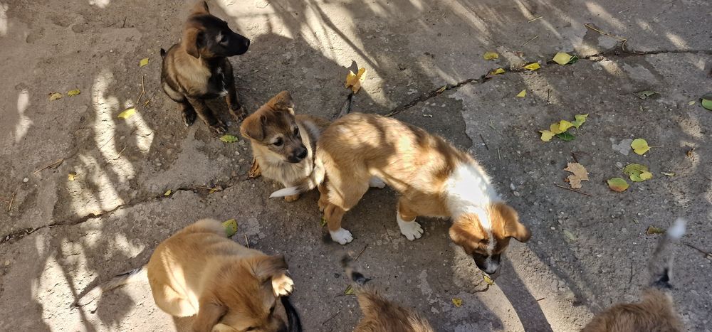 Donez catei, varsta approximativ 4 5 luni