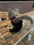 Masca krampus cu coarne de bivol