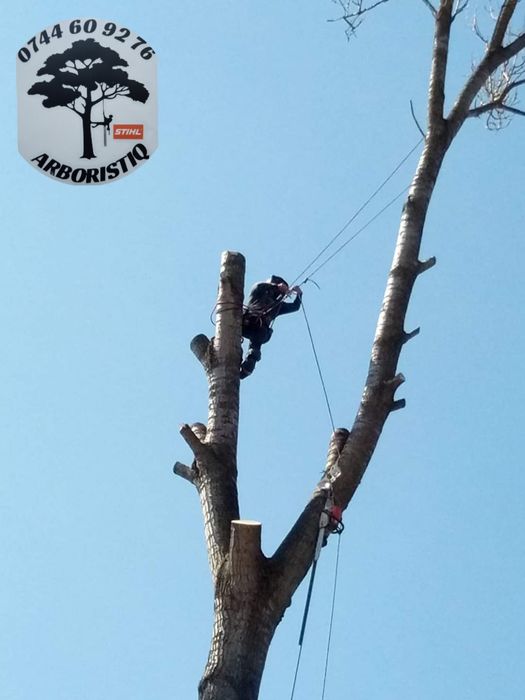 Alpiniști /Alpinism utilitar, toaletat arbori,