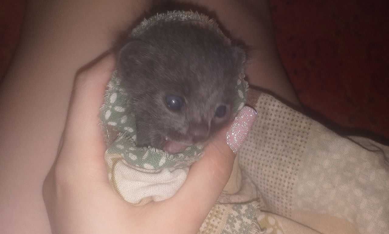 4 веслоухих котят