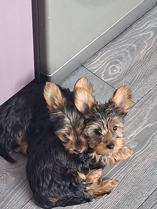 Йоркширски териер