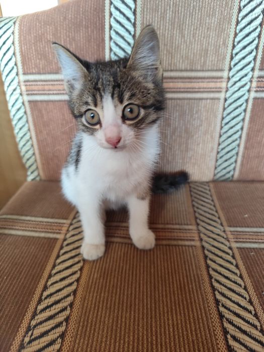Отдам котёнка кошечку