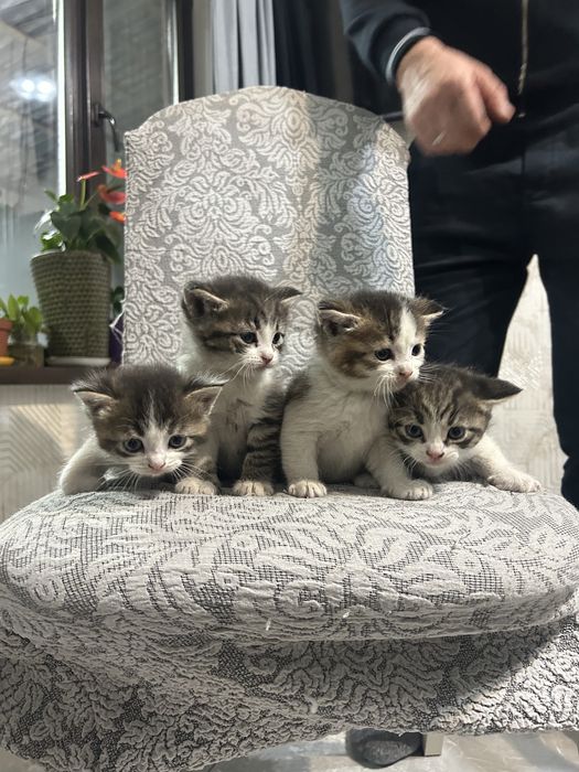 Котята скоттиш в добрые руки