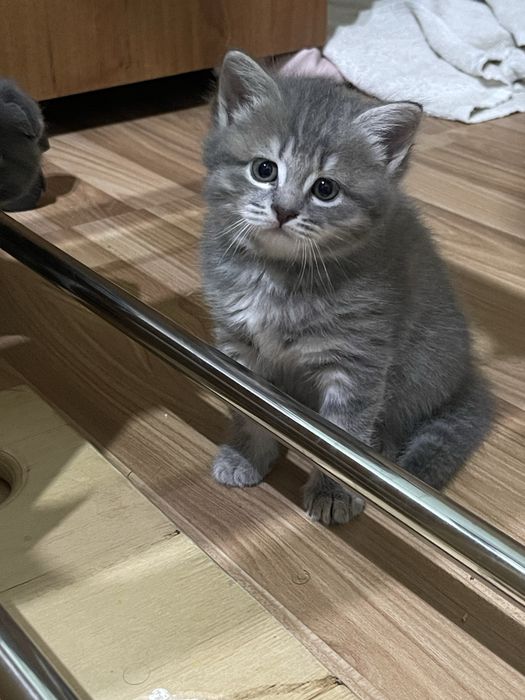 Срочно Продаются котята породистые, к лотку приучены и кушают все