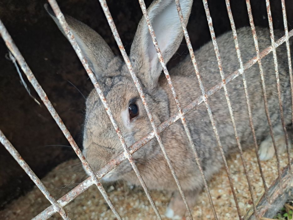 Iepuri taycun francez