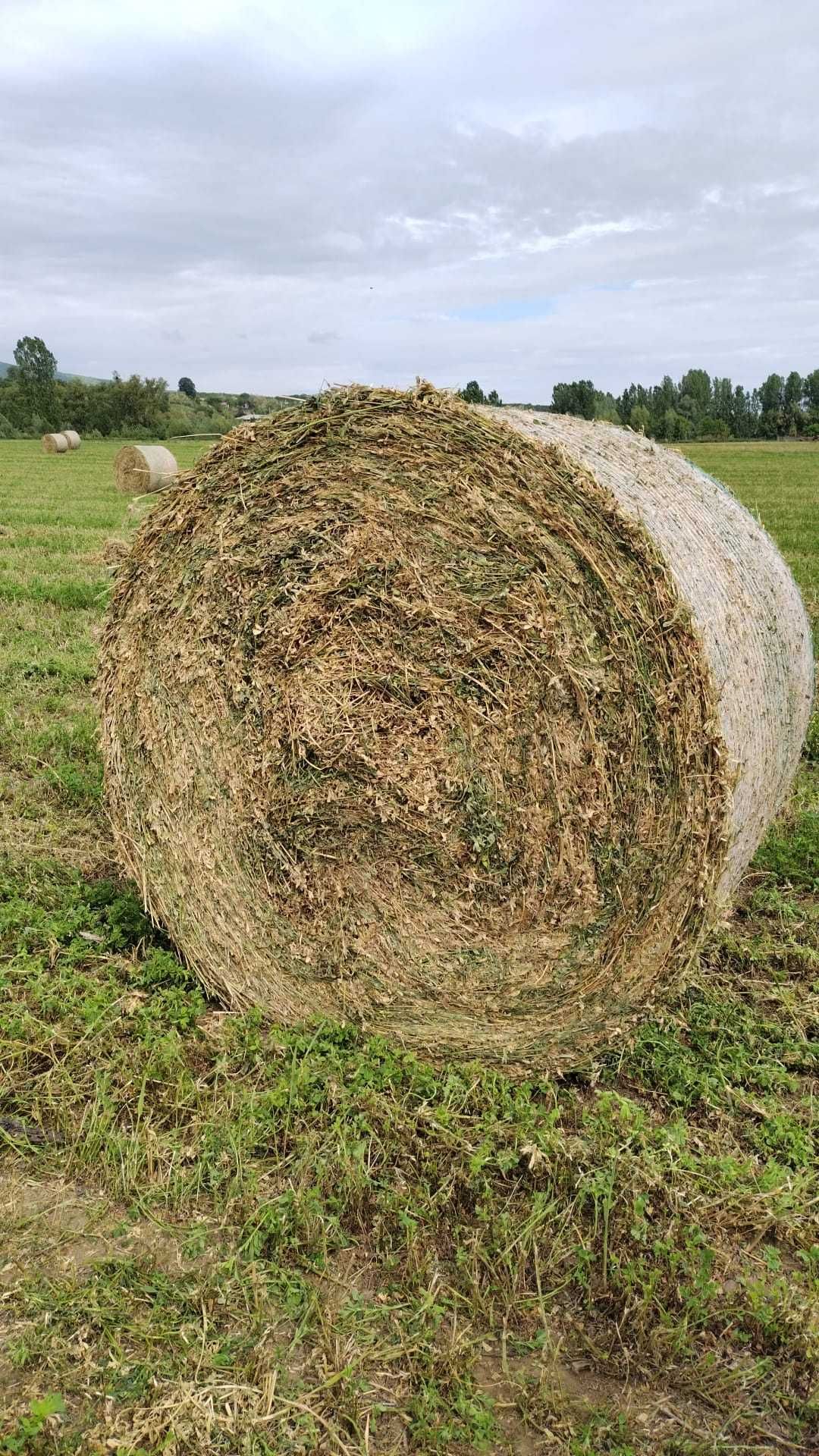 Vând baloți de lucernă