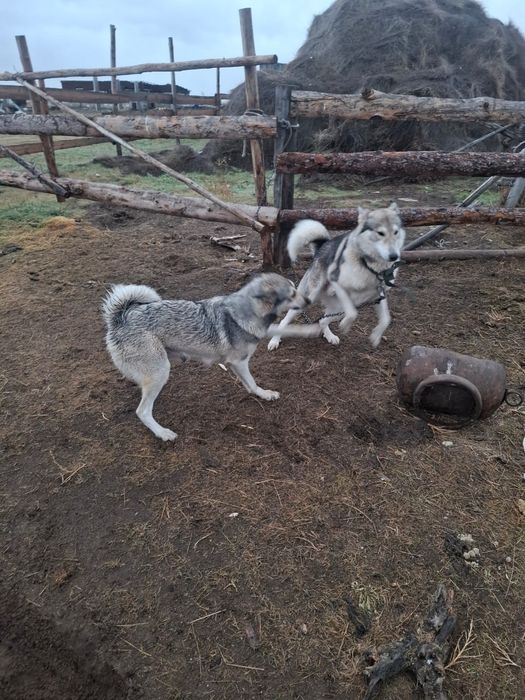 Продам собаку лайку кабель