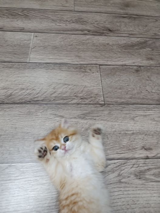 Золотистая шиншилла Скотиш страйт котенок