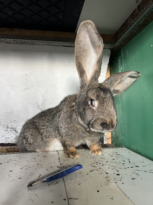 Продам Крольчиху фландер. Годовалая готова к размножению