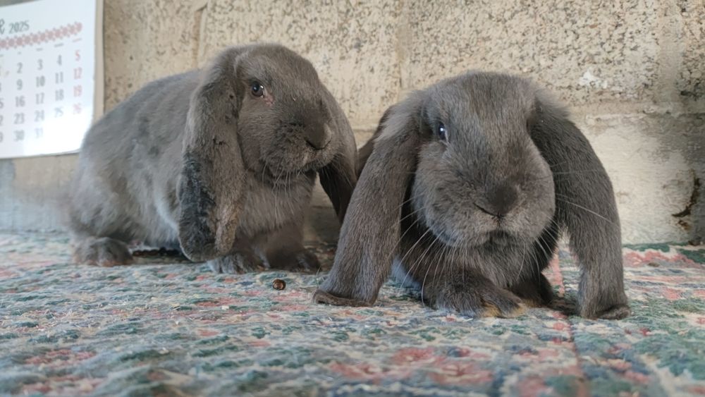 Berbec german rasă mare