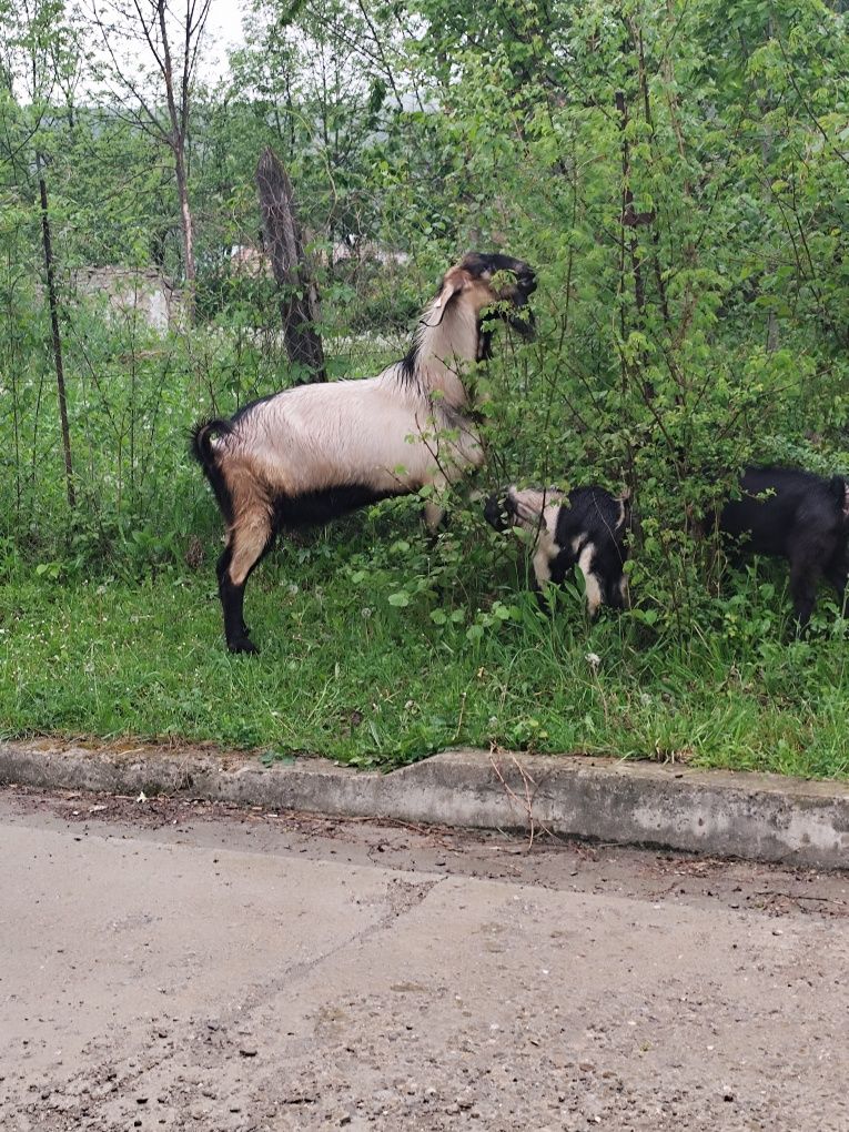 Capre și țap de vanzare