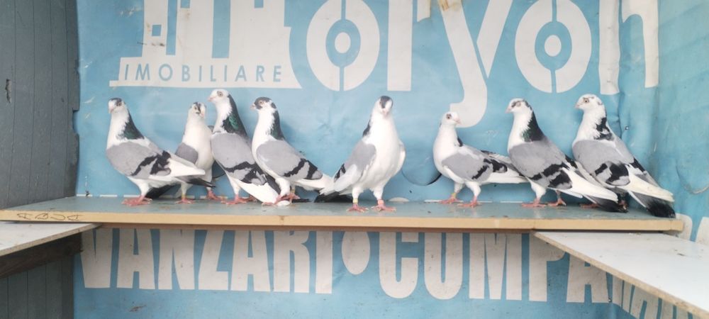 jucatori de galati cu joc și zbor