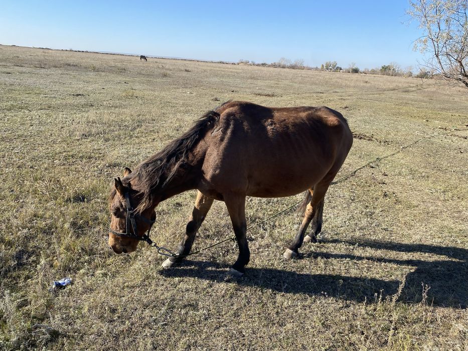 Продам кабылу 8 летка