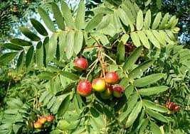 Скоруша - Sorbus domestica