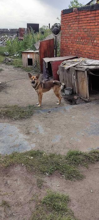Собака в добрые руки