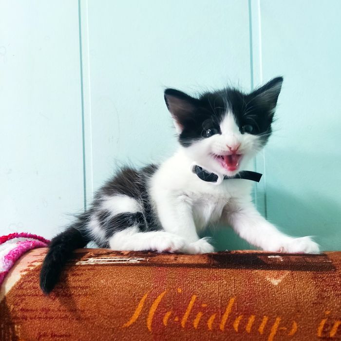 Отдам котят в хорошие руки