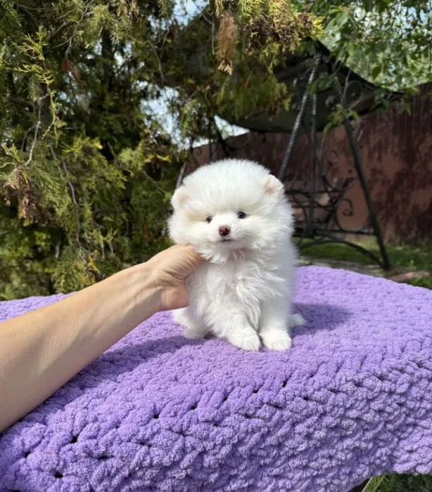 Шпиц померанский мини, мальчик , помесь