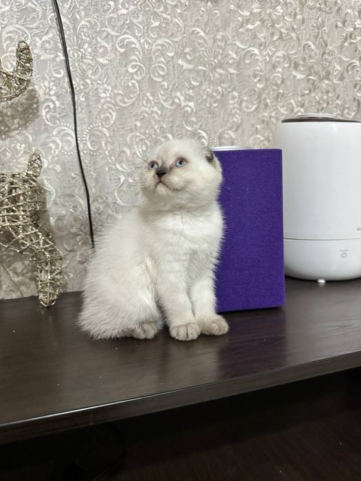 Шатланские вислоухие