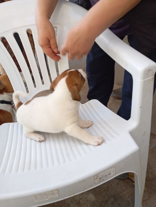 Джак ръсел териер